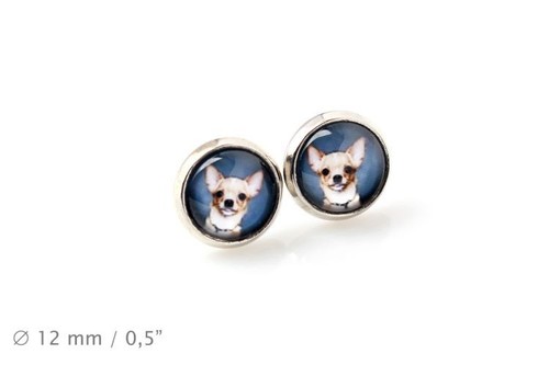 Chihuahua smooth haired pet - smooth, haired.